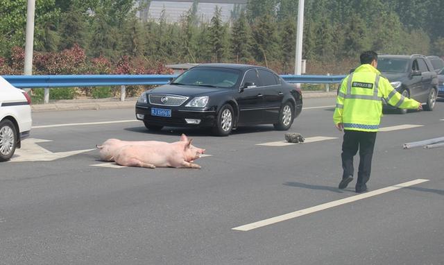 运猪车侧翻高速，警民携手紧急救猪